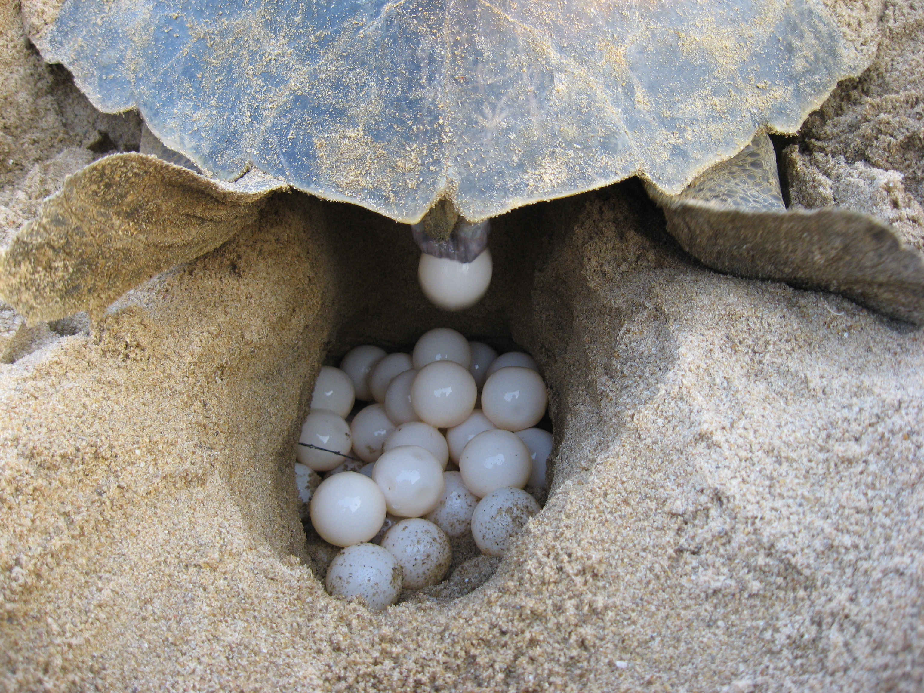 Sea Turtle nesting 2017 Cancun and the Riviera Maya – Bekare