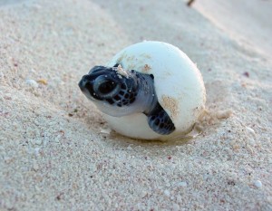 Turtle Nesting Cancun 2017
