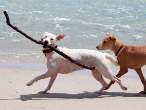 Dog friendly beach in Cancun