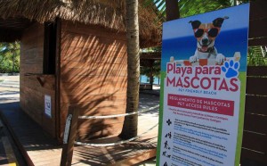 Pet friendly beach Cancun