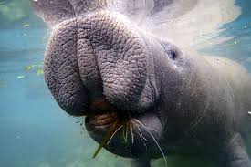 Manatee eating seagrass