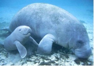 Mom manatee with baby