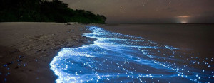 bioluminescence-in-holbox