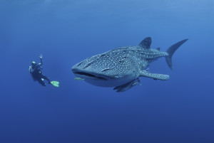 whale-shark-season-2019-cancun-holbox