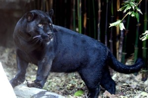 Black-jaguar