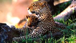 Jaguar-and-her-cub