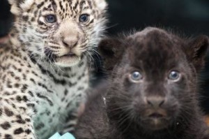 Jaguar-cubs